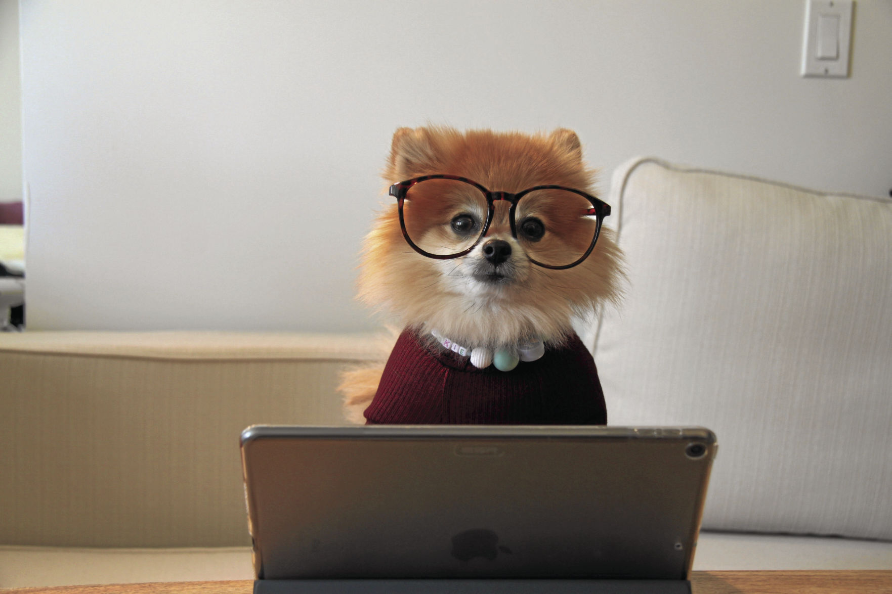 _cookie-the-pom-siNDDi9RpVY-unsplash_CMYK.jpg